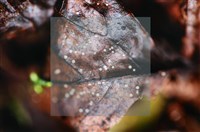 登錄號:F0015027藏品圖，第3張