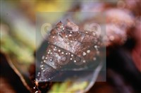 登錄號:F0015027藏品圖，第4張