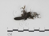 登錄號:F0015029藏品圖，第1張