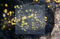 登錄號:F0015032藏品圖，第4張