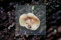 登錄號:F0015033藏品圖，第4張