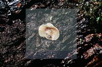 登錄號:F0015033藏品圖，第5張