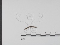 登錄號:F0015034藏品圖，第1張
