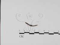 登錄號:F0015034藏品圖，第3張