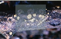 登錄號:F0015037藏品圖，第4張