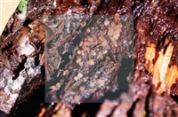 登錄號:F0015039藏品圖，第4張