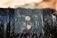 登錄號:F0015040藏品圖，第3張