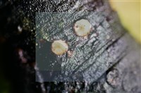 登錄號:F0015040藏品圖，第4張