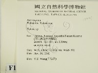 炭角菌屬藏品圖，第2張