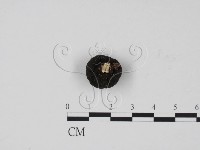 炭角菌屬藏品圖，第3張