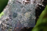 登錄號:F0015042藏品圖，第4張