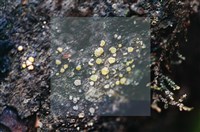 登錄號:F0015042藏品圖，第5張