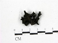 登錄號:F0015044藏品圖，第1張