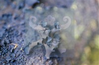 登錄號:F0015044藏品圖，第5張