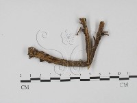 登錄號:F0015047藏品圖，第1張