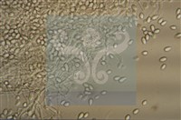 登錄號:F0015047藏品圖，第4張