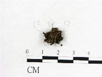 登錄號:F0015048藏品圖，第1張