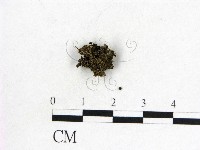 登錄號:F0015048藏品圖，第3張