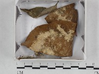 登錄號:F0015049藏品圖，第1張
