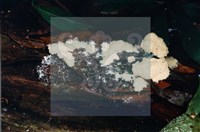 登錄號:F0015049藏品圖，第3張