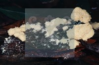 登錄號:F0015049藏品圖，第4張