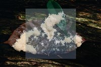 登錄號:F0015049藏品圖，第5張