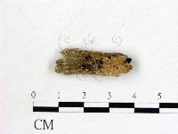 登錄號:F0015050藏品圖，第1張