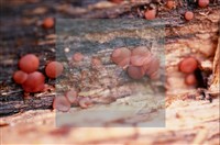 登錄號:F0015050藏品圖，第4張