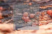 登錄號:F0015050藏品圖，第5張