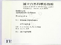 顯絲菌屬藏品圖，第2張