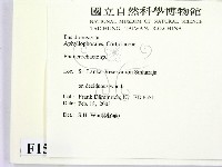 顯絲菌屬藏品圖，第2張