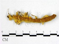 登錄號:F0015057藏品圖，第1張