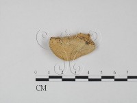 登錄號:F0015058藏品圖，第3張