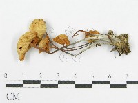 登錄號:F0015065藏品圖，第1張