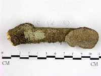 登錄號:F0015067藏品圖，第1張