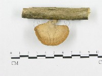 登錄號:F0015068藏品圖，第1張