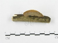 登錄號:F0015068藏品圖，第4張