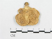 登錄號:F0015069藏品圖，第1張