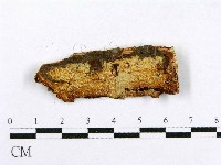 射脈菌屬藏品圖，第1張