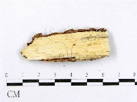 射脈菌屬藏品圖，第3張