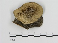 登錄號:F0015073藏品圖，第1張