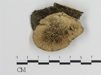 登錄號:F0015073藏品圖，第3張