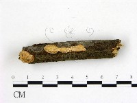 登錄號:F0015074藏品圖，第1張