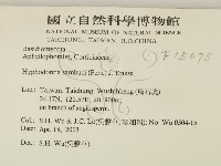 冇骨消絲齒菌藏品圖，第2張