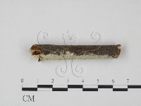 冇骨消絲齒菌藏品圖，第3張