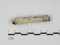 冇骨消絲齒菌藏品圖，第4張