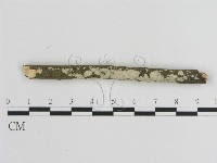 刺皮菌屬藏品圖，第1張