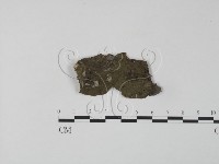 銀耳屬藏品圖，第1張