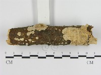 刺皮菌屬藏品圖，第1張