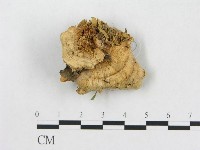 登錄號:F0015085藏品圖，第1張